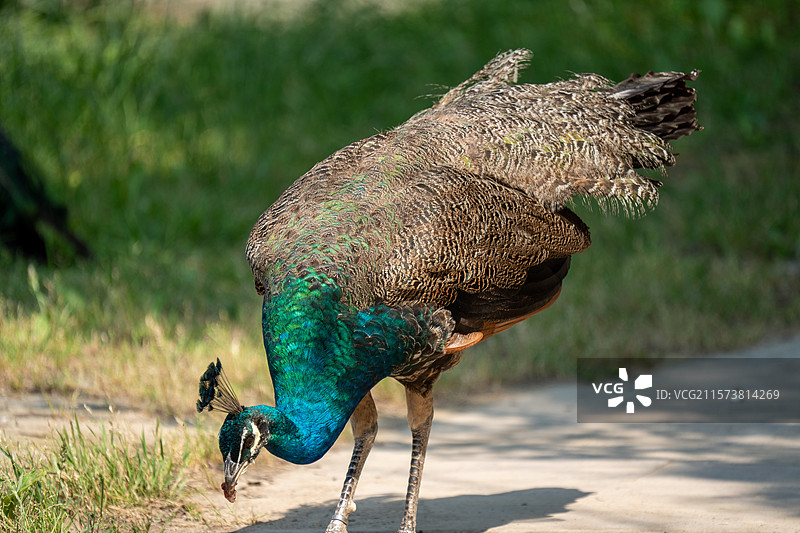 杭州湾湿地公园孔雀开屏图片素材