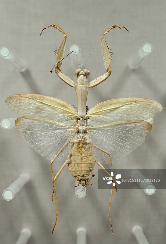 异翅小祈祷螳（雄）图片素材