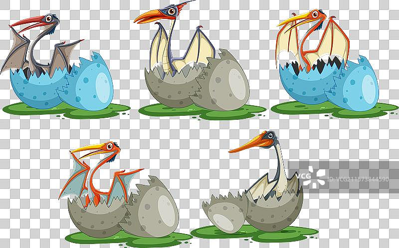 小翼龙从蛋中孵化出来图片素材