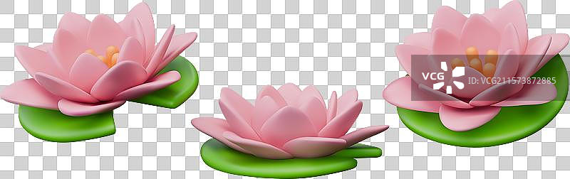 逼真的粉色莲花与绿色叶子图片素材