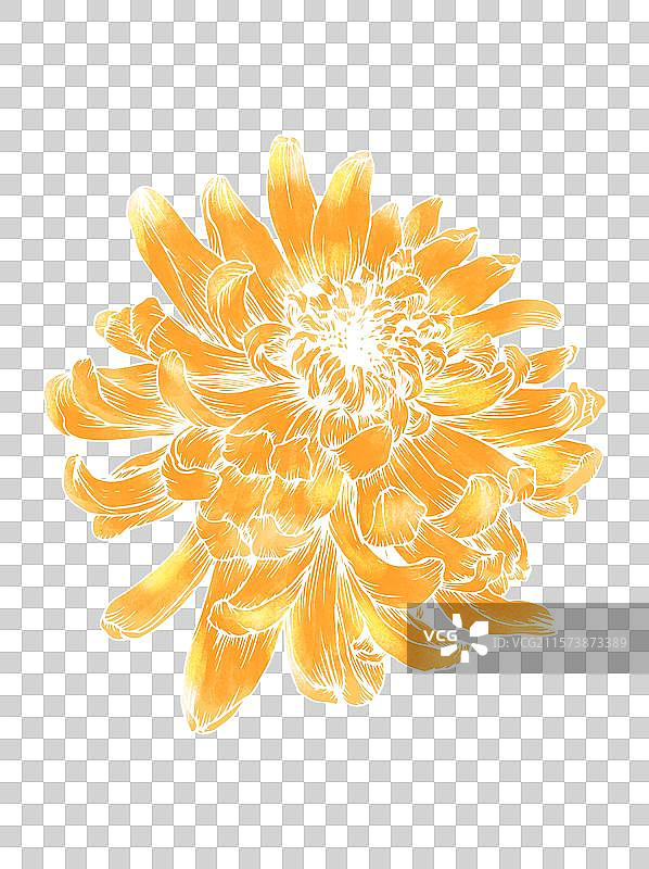 手绘花卉菊花免抠元素图片素材