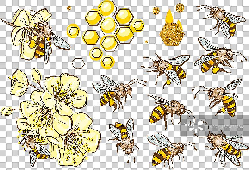 一组可爱的蜜蜂、蜂蜜和其他元素图片素材