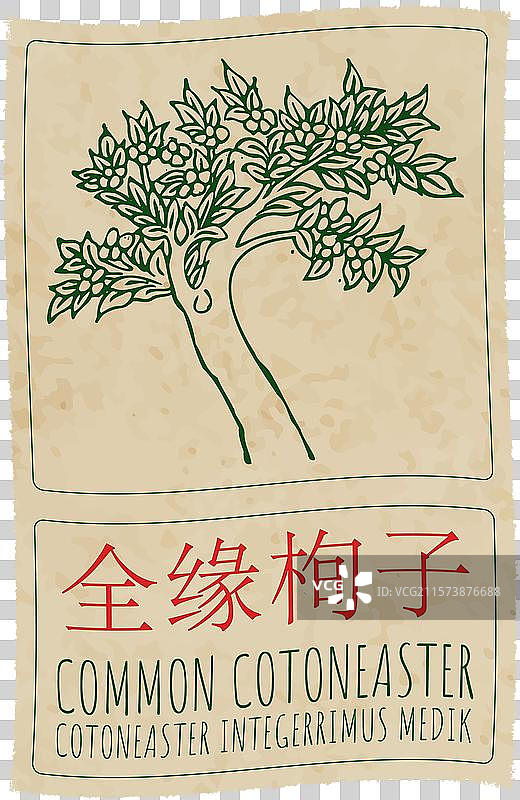 手绘常见的榆叶梅图片素材