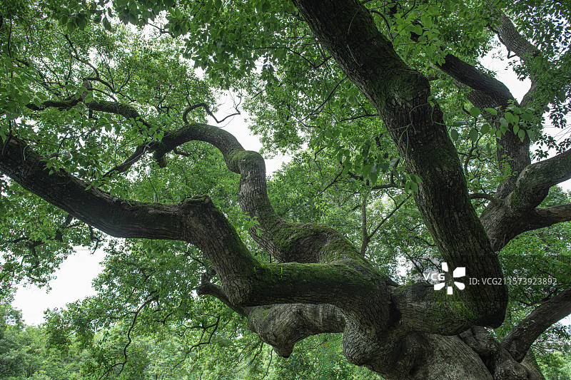 苍劲古朴的繁茂大树图片素材