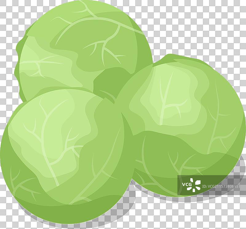 等距白色卷心菜孤立在白色背景上图片素材