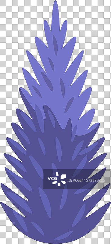 一棵高大的紫色松树或云杉树图片素材