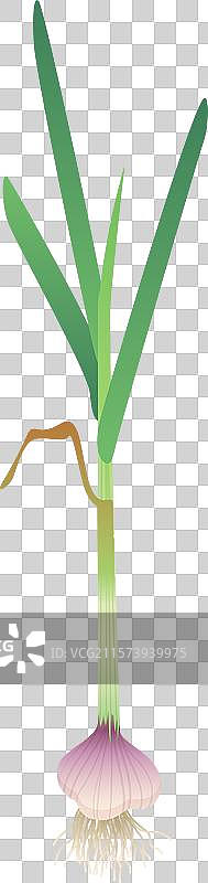 有机种植的大蒜，白色的蒜头和绿色的蒜苗图片素材