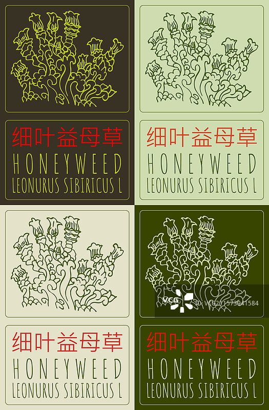 一组不同风格的蜜蜂草绘画图片素材