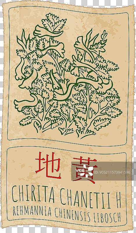 手绘的紫罗兰图片素材