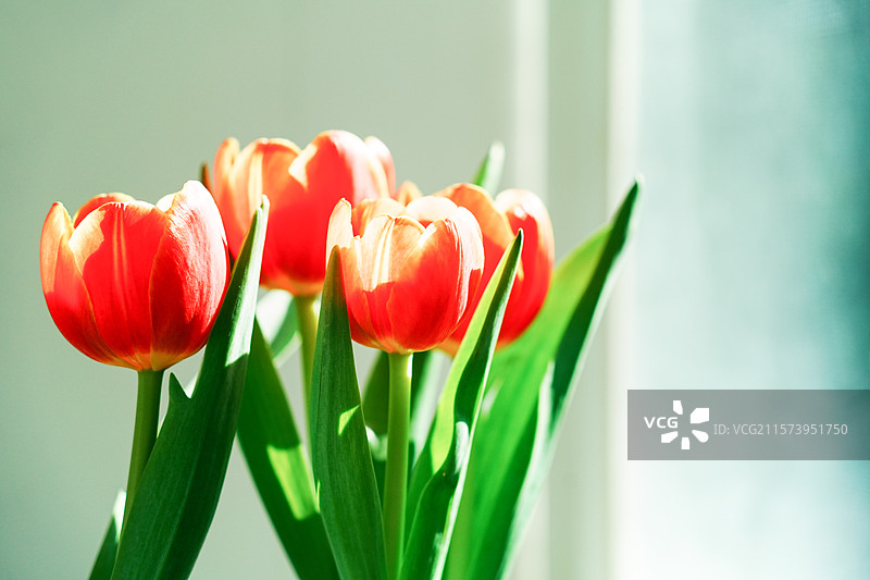 阳光下盛开的郁金香特写图片素材