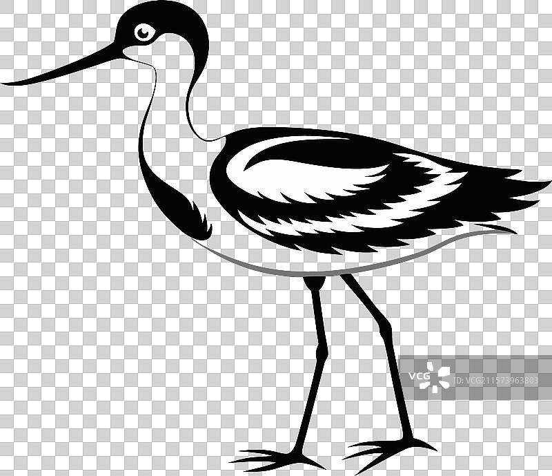 黑白轮廓的鹬鸟图片素材