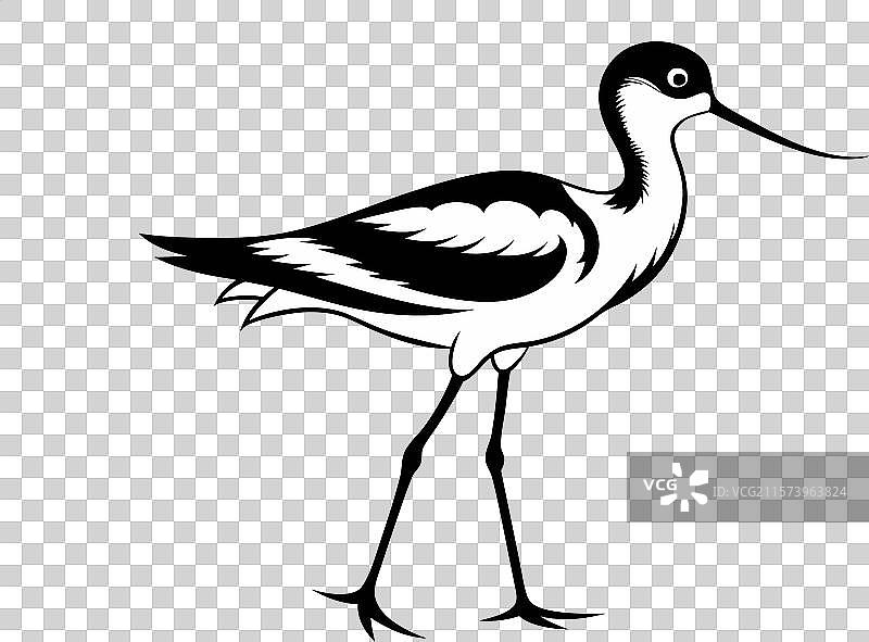 黑白轮廓的鹬鸟图片素材