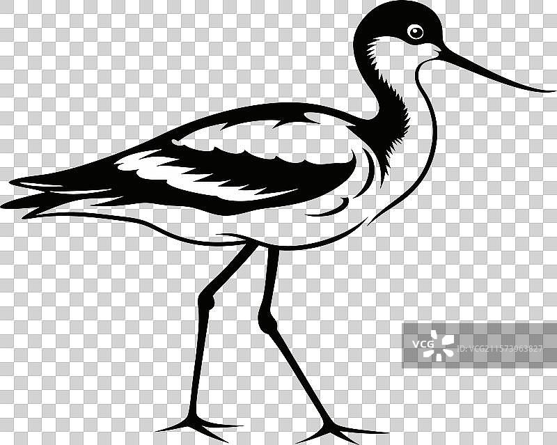 黑白剪影的鹬鸟图片素材