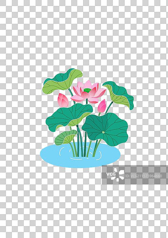 清新荷塘莲花绽放图片素材