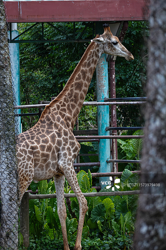 长颈鹿图片素材