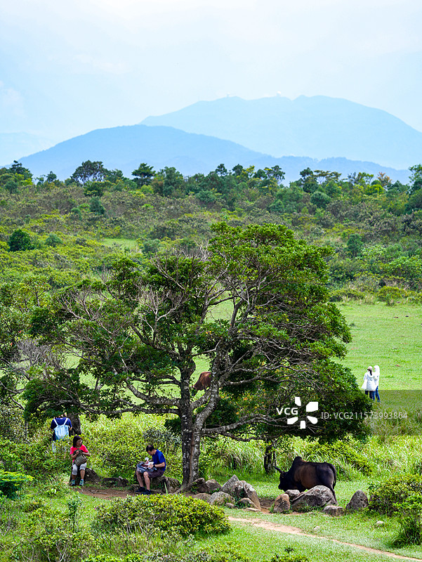 香港昂坪营地休息的人们、树和正在吃草的牛图片素材