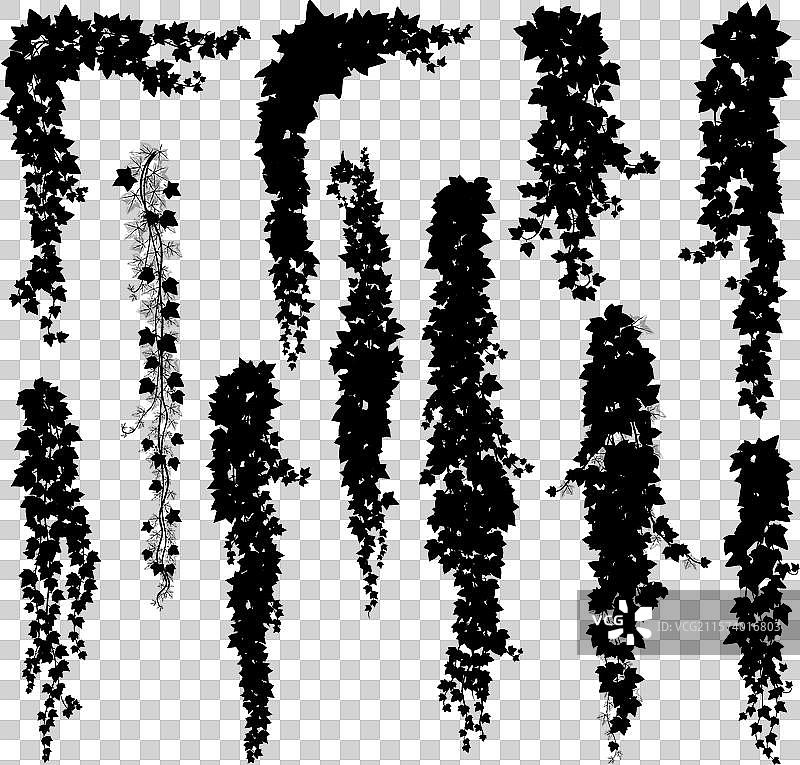 垂直的常春藤植物藤蔓和藤条剪影图片素材