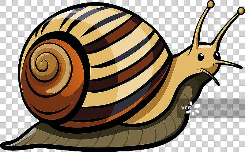 非洲陆地蜗牛动物图片素材