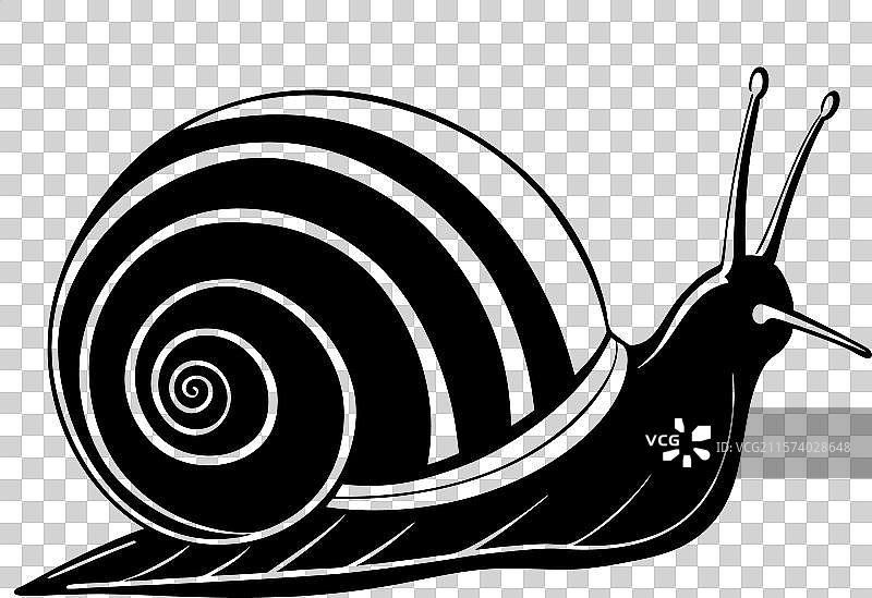 非洲陆地蜗牛动物图片素材