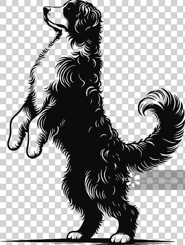 伯恩杜犬不同姿势的剪影设计图片素材