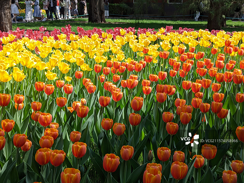 郁金香图片素材