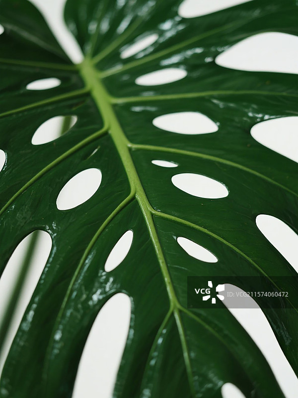 热带植物龟背竹的特写图片素材