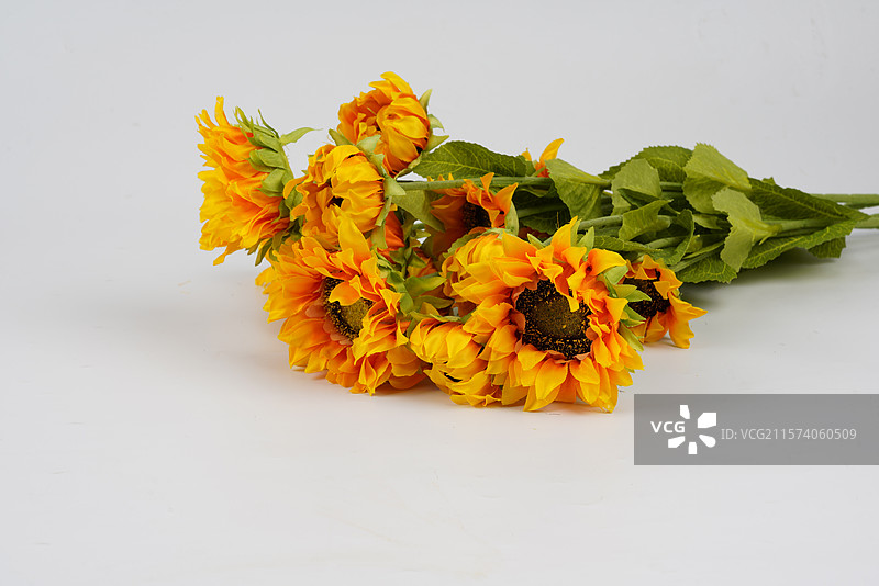 向日葵图片素材