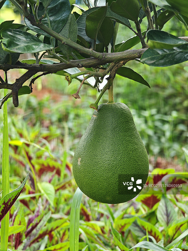 田地里青涩未成熟的柚子 农作物图片素材
