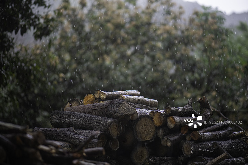 湿漉漉的森林木堆图片素材