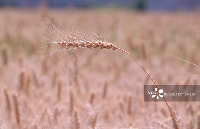 麦田里面生长的麦穗图片素材