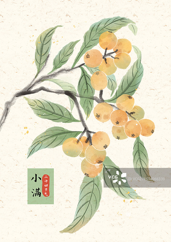 小满枇杷国风插画图片素材