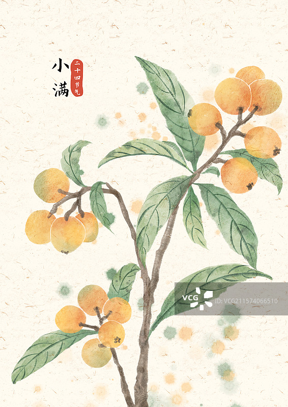 小满枇杷国风插画图片素材