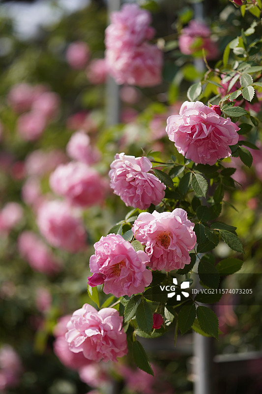 长春儿童公园粉蝶月季图片素材