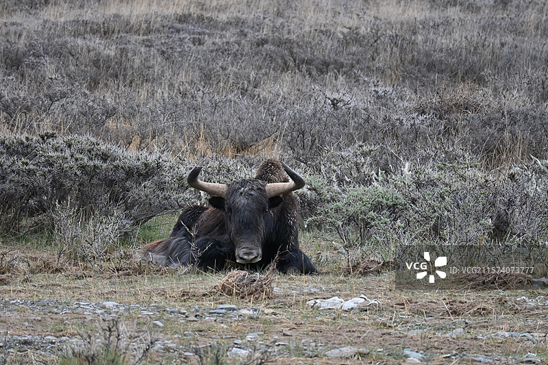 可可西里自然保护区和昆仑山图片素材