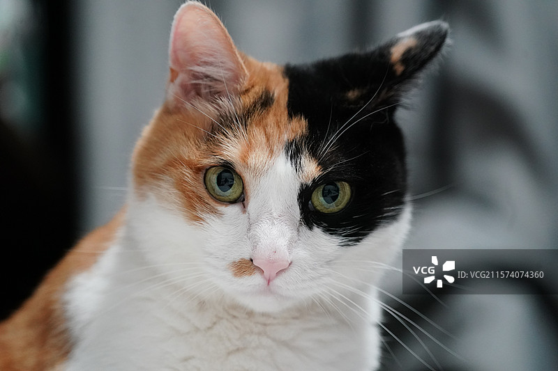 猫的照片图片素材