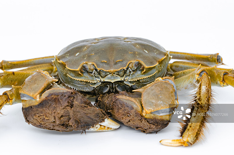 中国海产海鲜农副产品拍摄主题，高视角俯拍阳澄湖大闸蟹公蟹母蟹螃蟹，室内无人影棚拍摄图像摄影图片素材