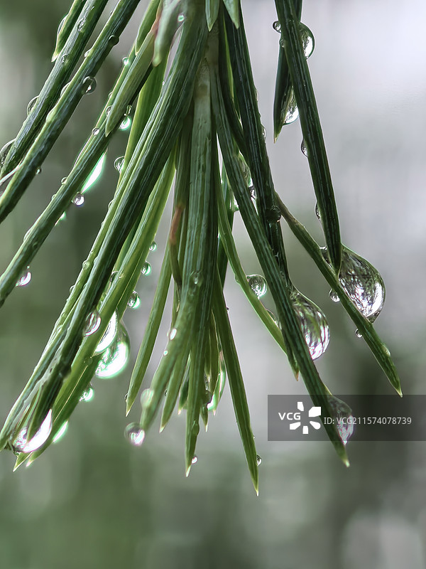 雨天的松树图片素材