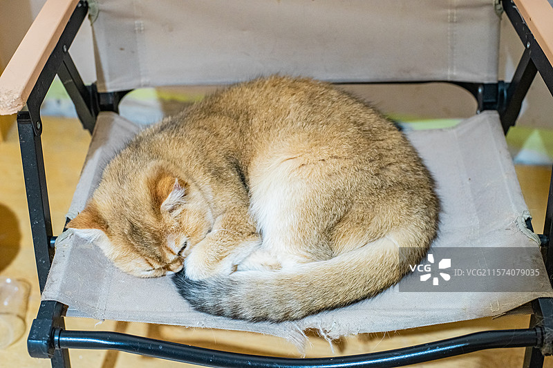 中国健康生活方式拍摄主题，猫咖一只黄色米色白色金渐层短毛猫坐在一个户外椅子上休息，室内无人图像摄影图片素材