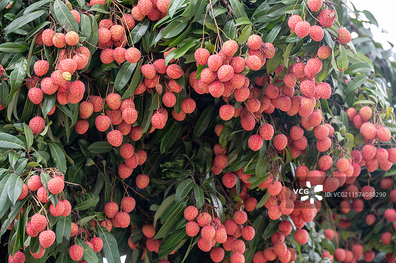 岭南广州增城挂绿广场正宗挂绿荔枝图片素材