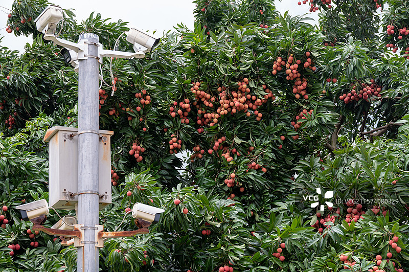 岭南广州增城挂绿广场内被严密监控的挂绿荔枝图片素材