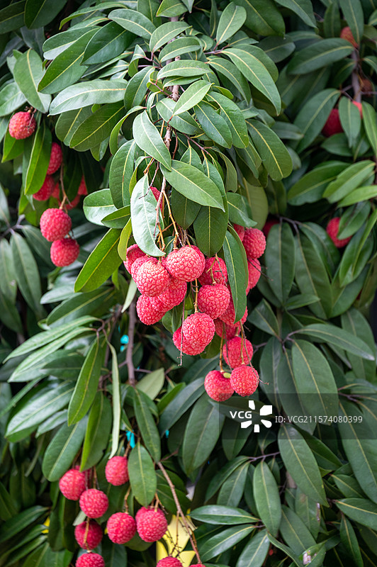 岭南广州增城挂绿广场正宗挂绿荔枝图片素材