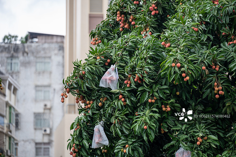 岭南广州增城挂绿广场正宗挂绿荔枝图片素材