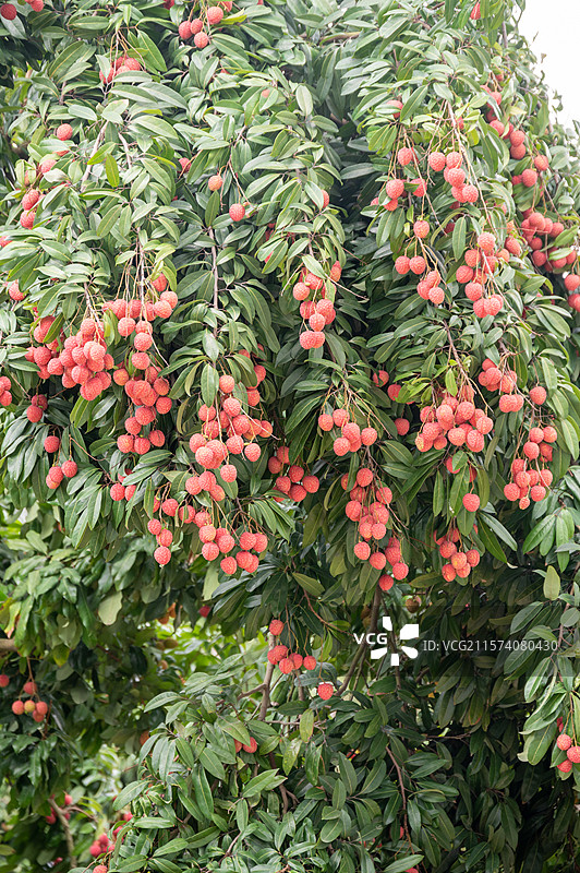 岭南广州增城挂绿广场正宗挂绿荔枝图片素材