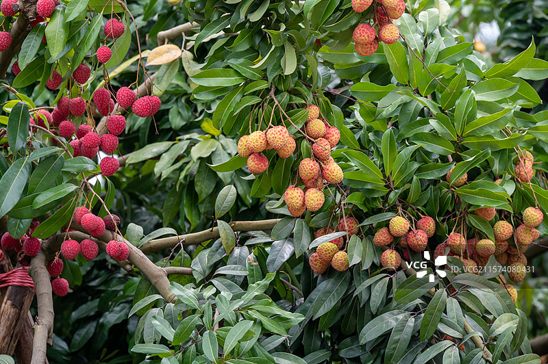 岭南广州增城挂绿广场正宗挂绿荔枝图片素材