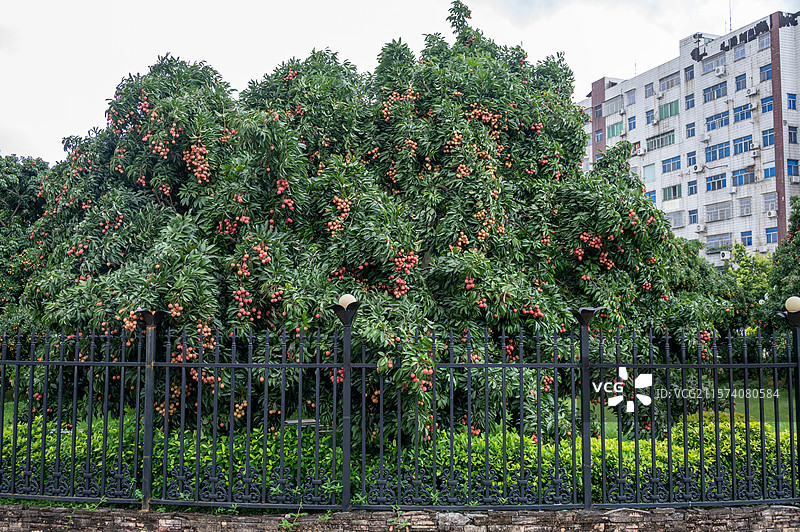 岭南广州增城挂绿广场内被严密监控的挂绿荔枝图片素材