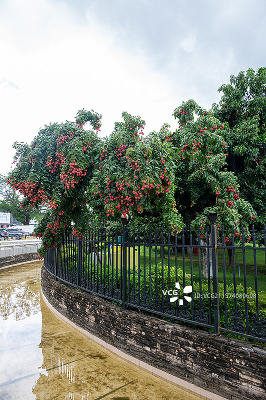 岭南广州增城挂绿广场内被严密监控的挂绿荔枝图片素材