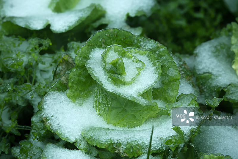 结冰的蔬菜图片素材