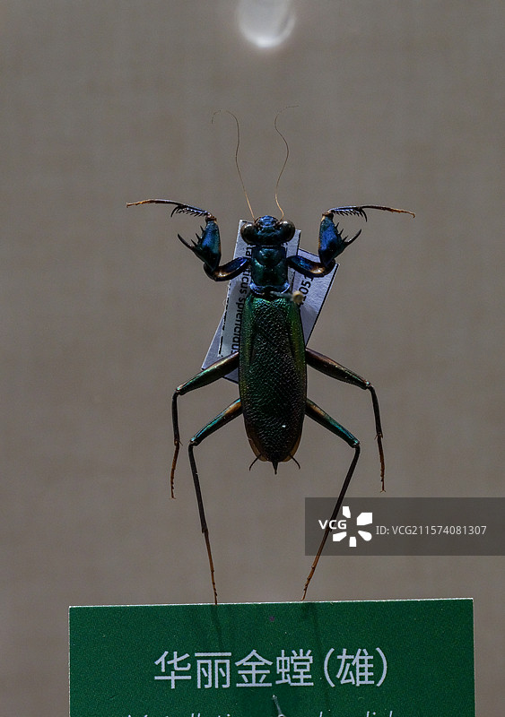 华丽金螳（雄） 国家自然博物馆昆虫厅图片素材
