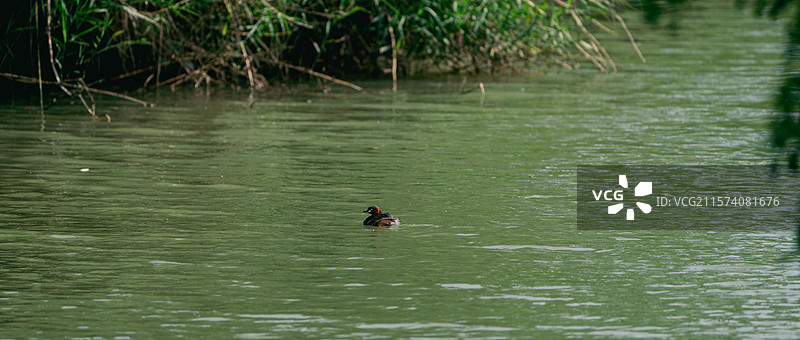 温州三垟湿地公园的小䴙䴘图片素材