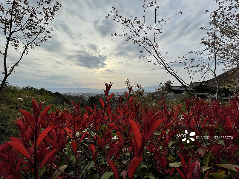 红树叶图片素材